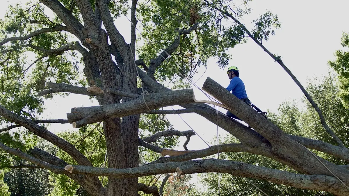 Professional Hazardous Tree Removal performed by certified arborists in Raysal